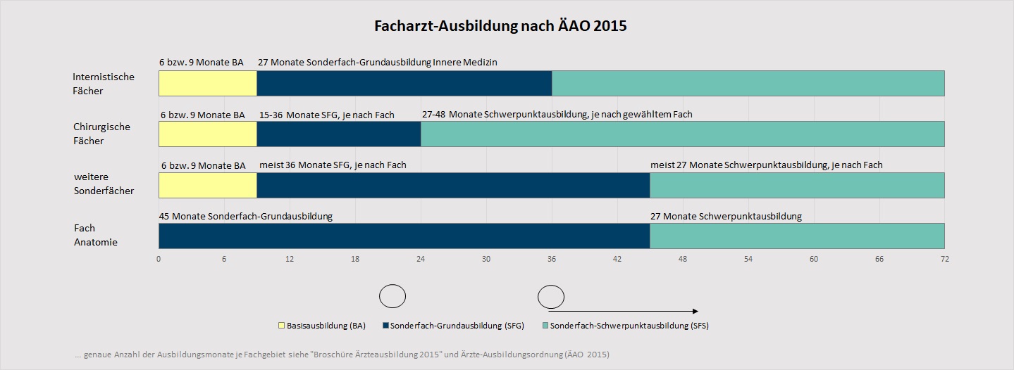 Grafik "Facharzt-Ausbildung"